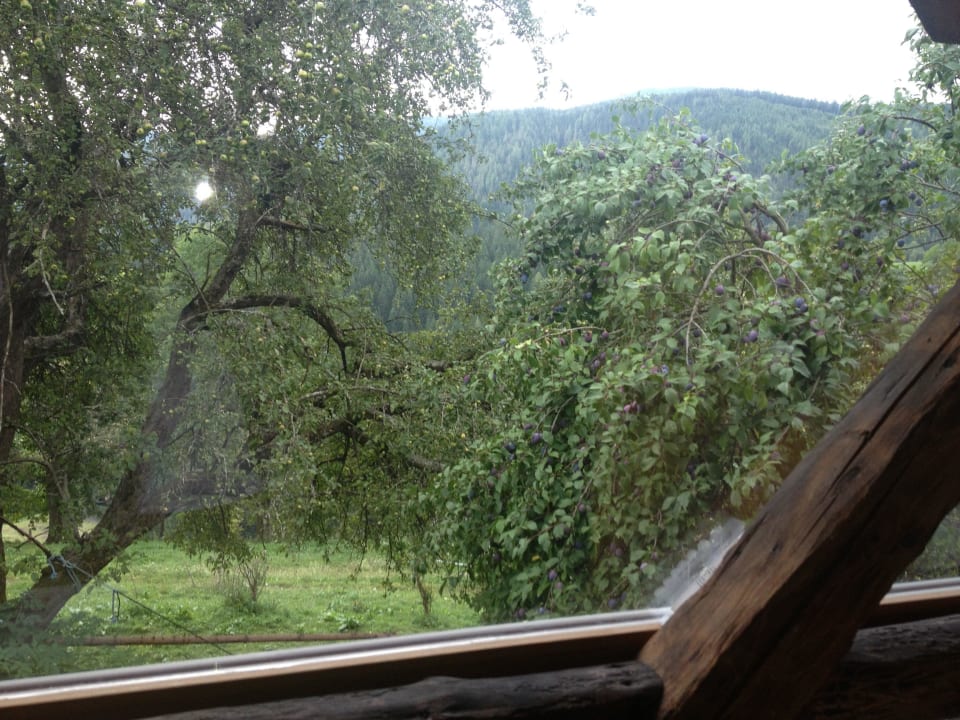 Bienenalm LUXGUT - OLIVIA