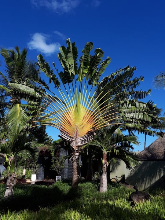 Gartenanlage Hotel Four Seasons Resort Mauritius at Anahita