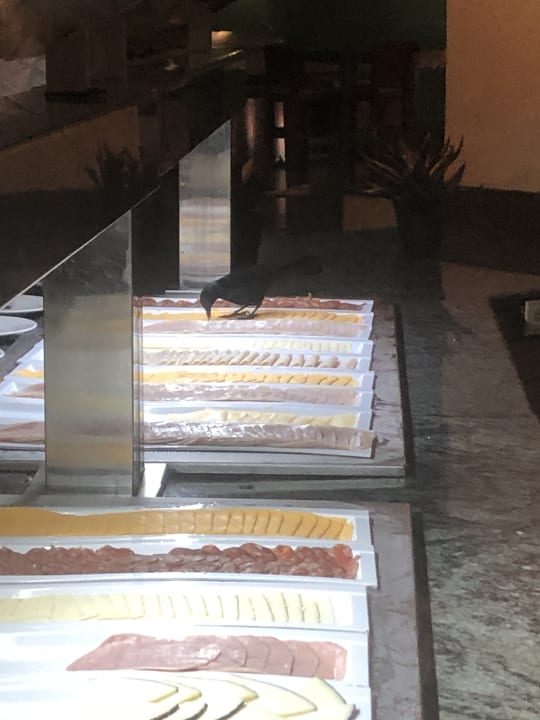 Gastro Catalonia Royal La Romana - Adults only