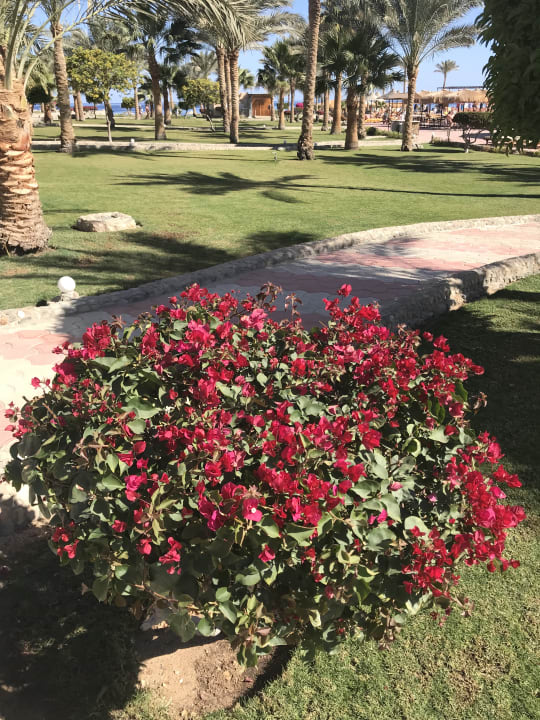 Gartenanlage Three Corners Sea Beach Resort