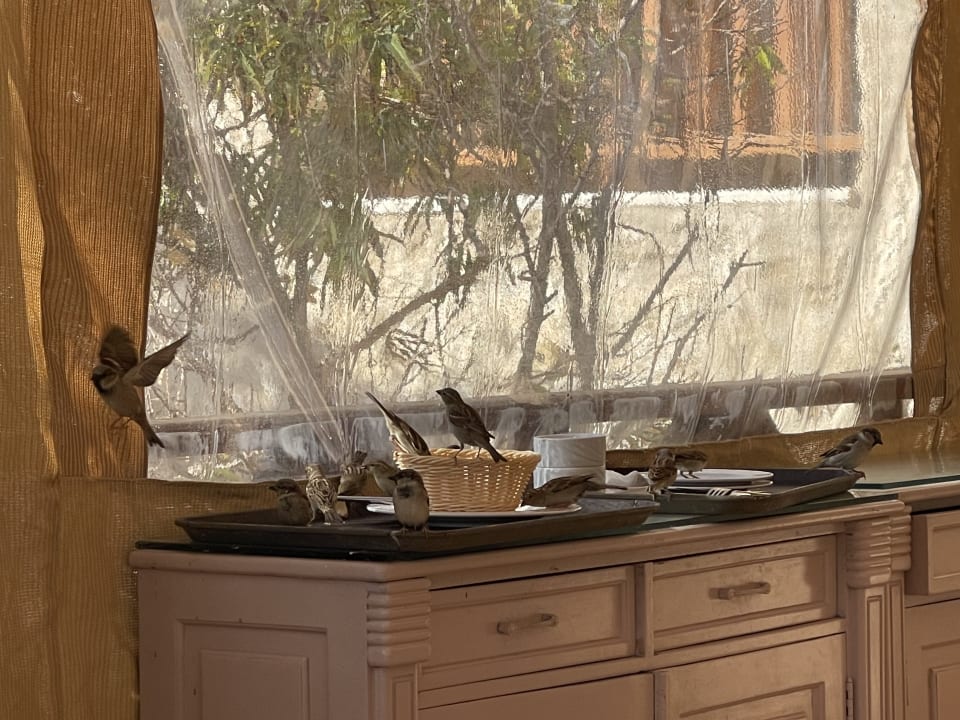 Gastro Makadi Spa - Adults only