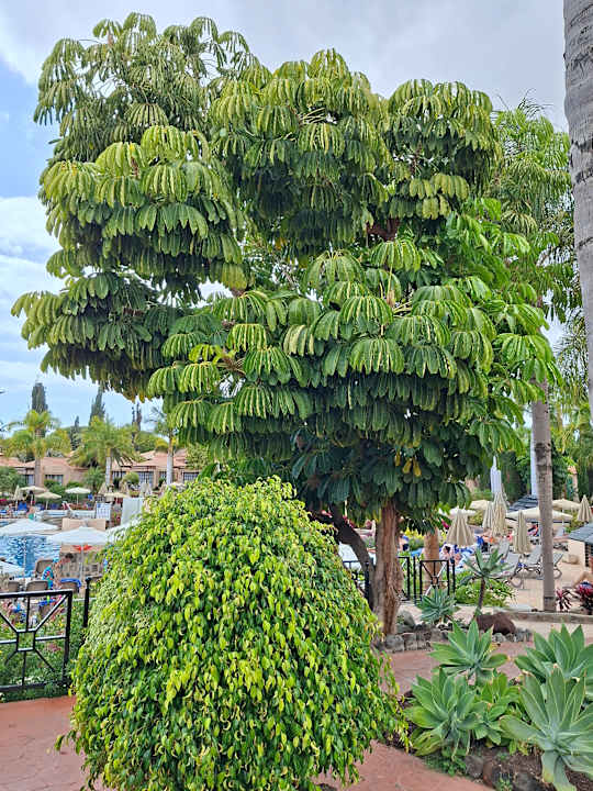 Gartenanlage allsun Hotel Esplendido