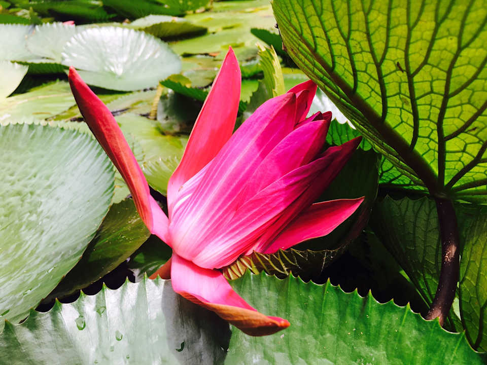 Lobby The Grand Southsea Khaolak Beach Resort