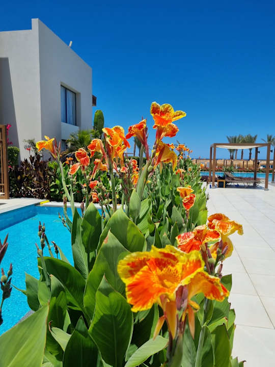 Pool JAZ Elite Amara