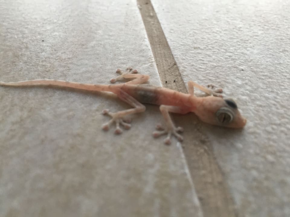 Sonstiges Pickalbatros White Beach Resort - Hurghada