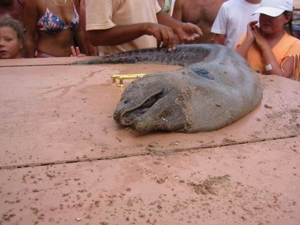 arme Riesenmuräne Hotel Hauza Beach Resort