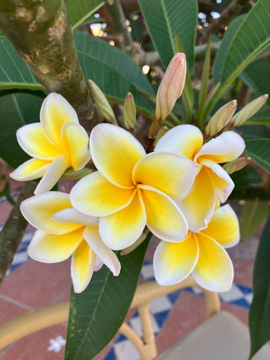 Gartenanlage Steigenberger Coraya Beach - Adults only