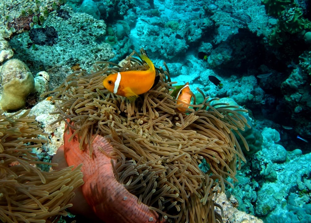 Sport & Freizeit Plumeria Maldives