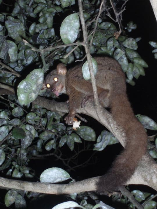 Wann werd ich endlich gefüttert/Buschbaby Hotel Papillon Lagoon Reef