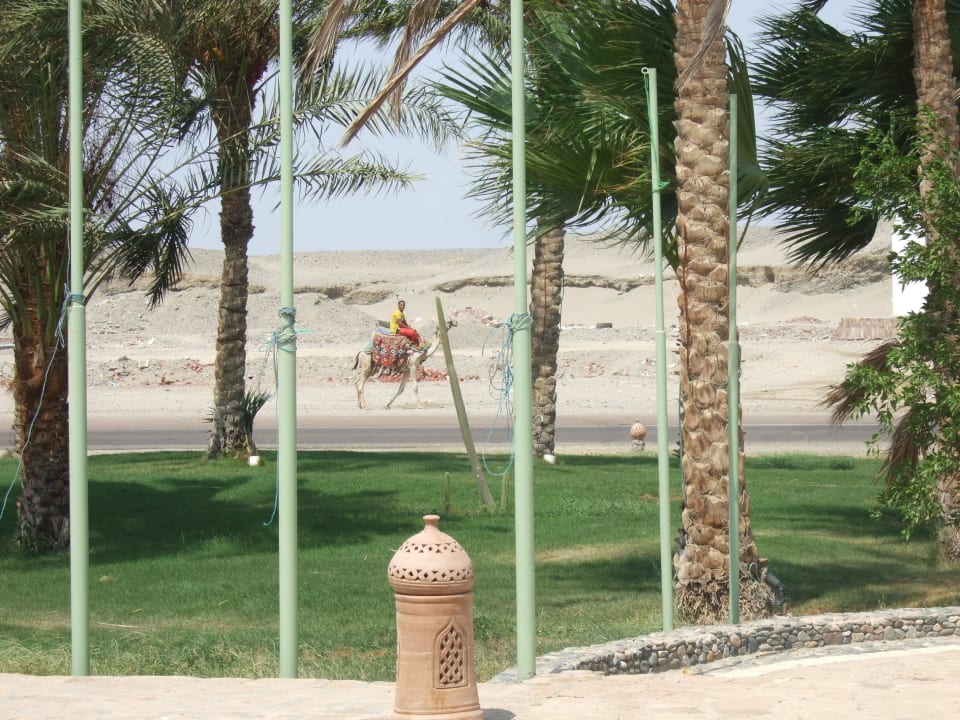 Перед отелем Shams Alam Beach Resort