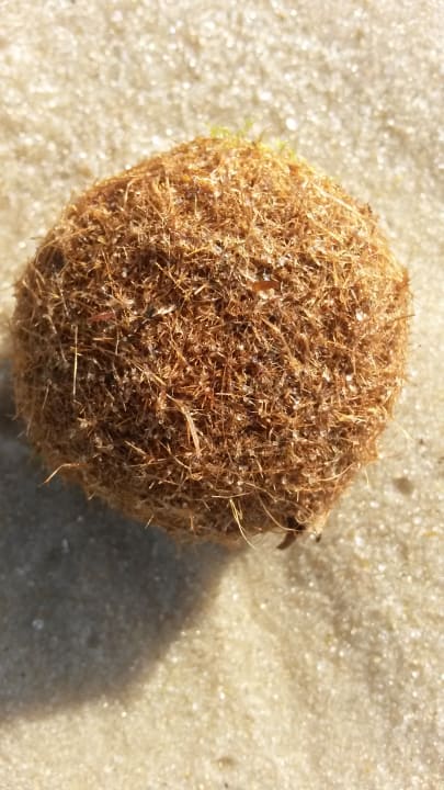 Strand Hotel Neptunia Skanes