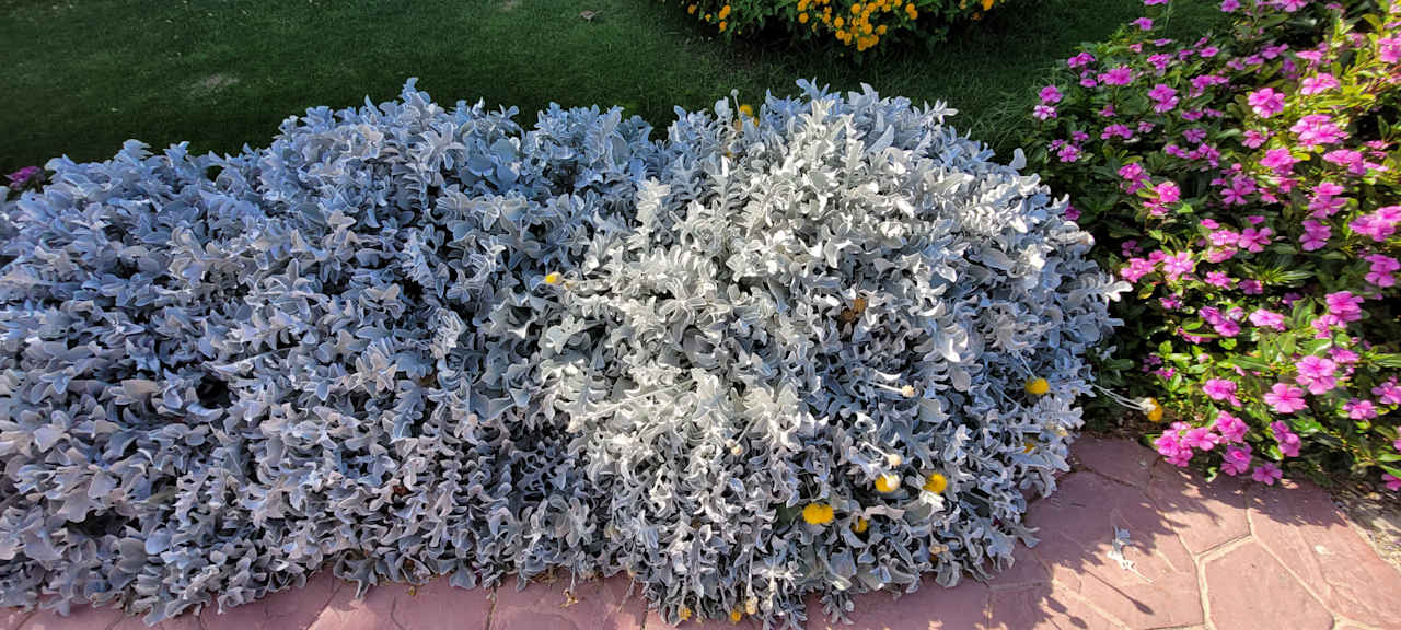 Gartenanlage Wadi Lahmy Azur Resort
