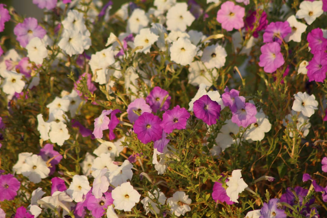 Blumen Steigenberger Coraya Beach - Adults only