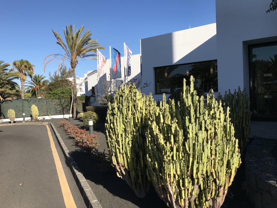 Garten allsun App.-Hotel Albatros