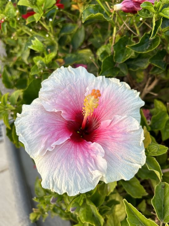 Außenansicht allsun App.-Hotel Esquinzo Beach