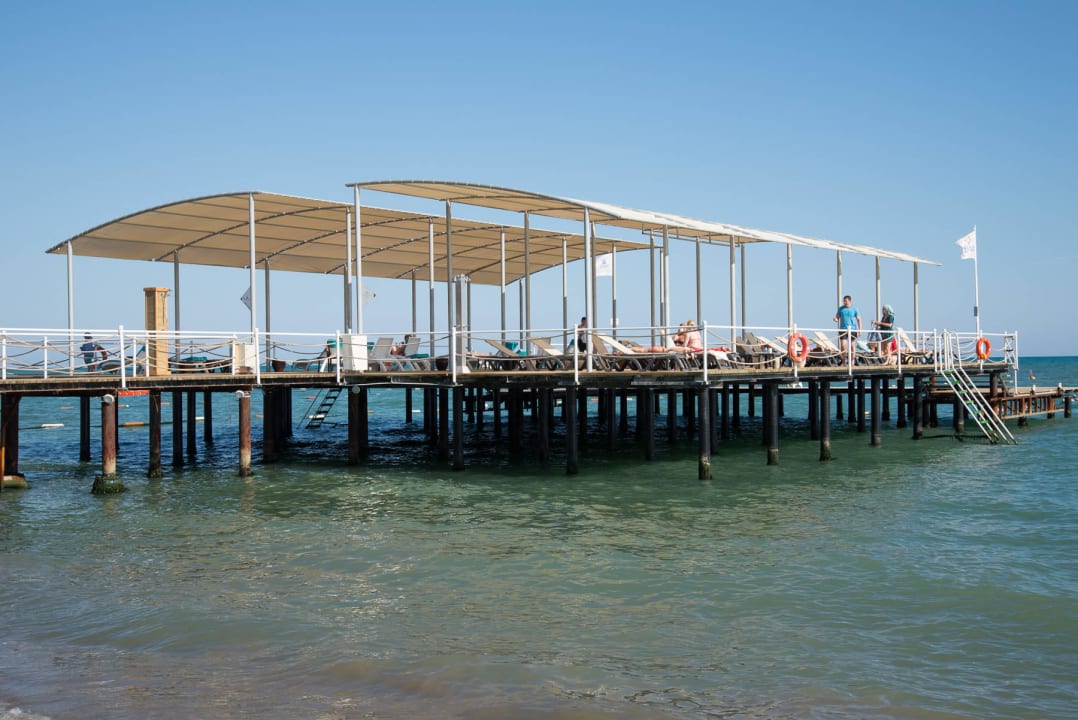 Papillon Ayscha Juni 2015 Papillon Ayscha