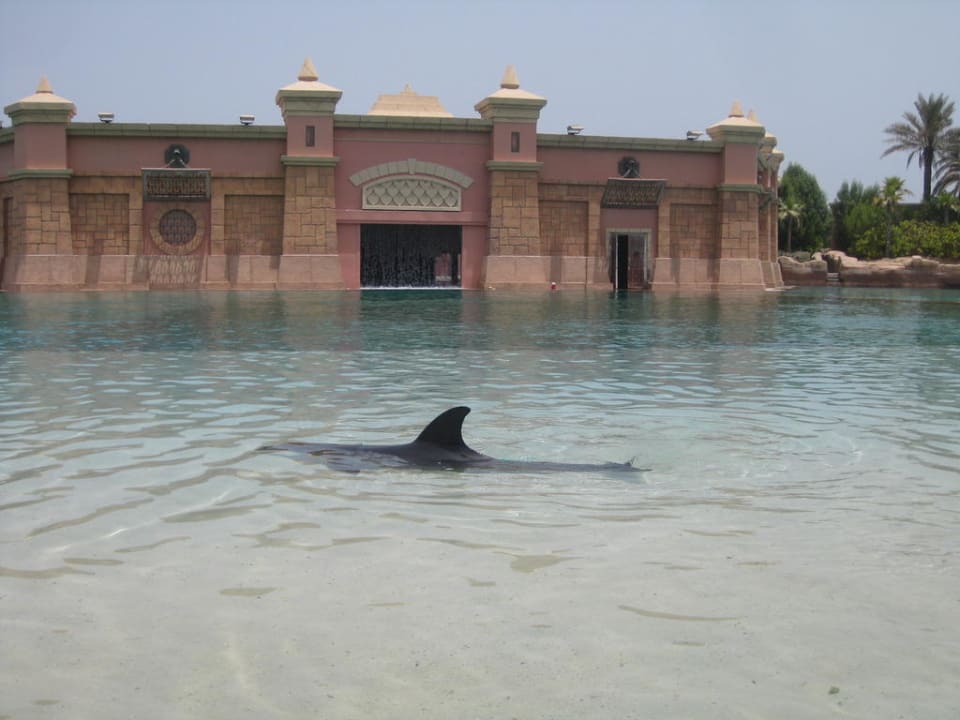 Delphin "Tanita" Atlantis, The Palm