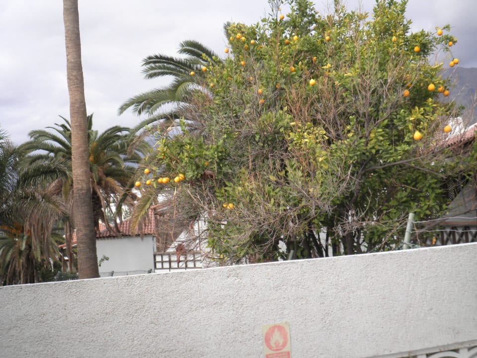 Da bekommt man doch Apetitt Ole Tropical Tenerife