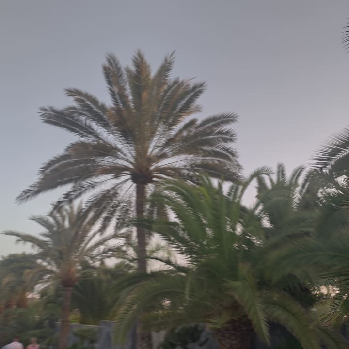 Außenansicht Hotel Riu Palace Maspalomas Adults Only