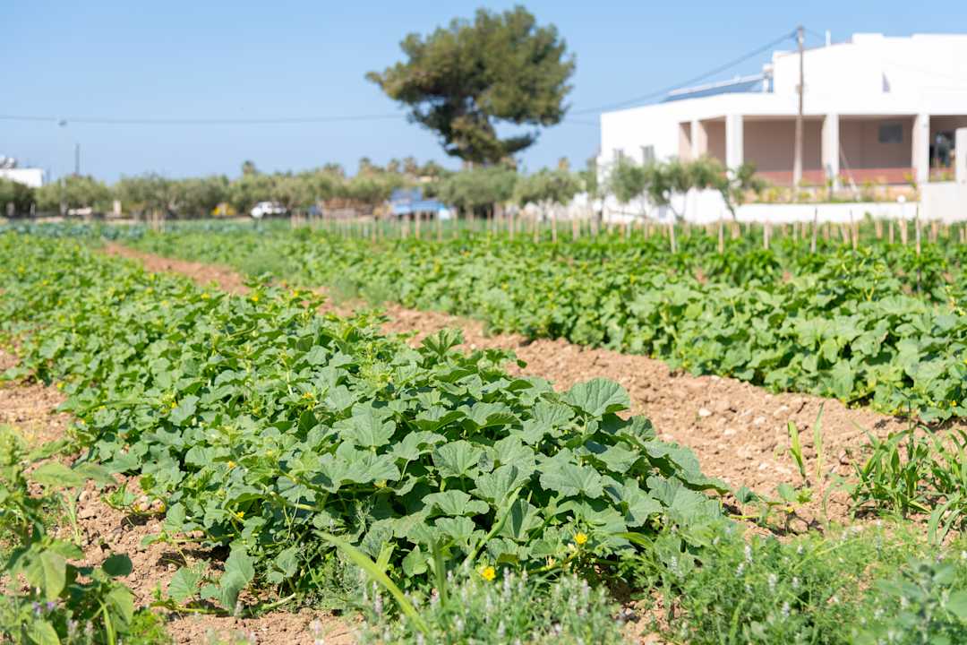 Gartenanlage Ilios K Village Resort
