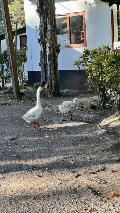 Gartenanlage Hotel Selva Negra