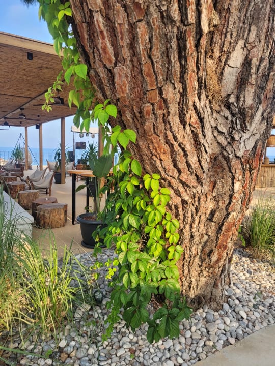 Gartenanlage Balmy Beach Resort Kemer