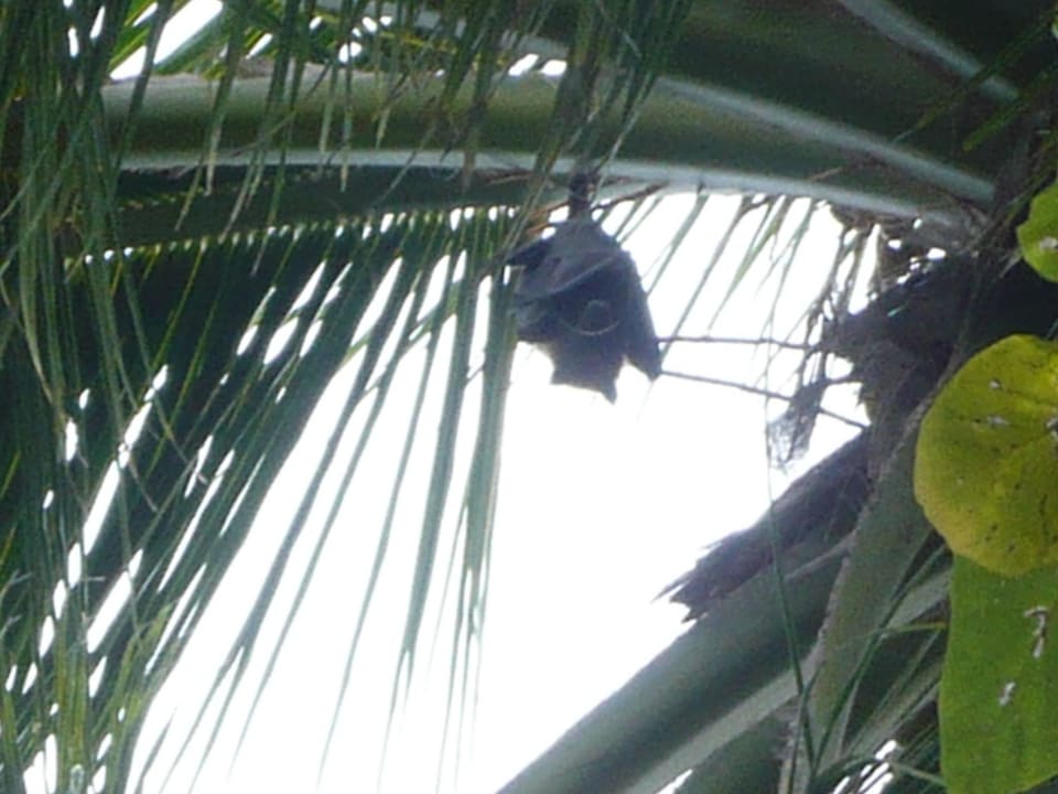 Kleiner "Batman" Summer Island Maldives