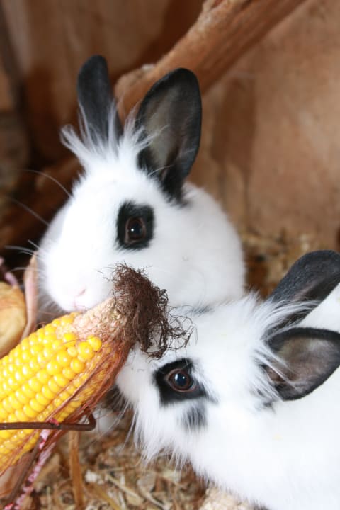 Sonstiges Ferienwohnungen Grünberghof