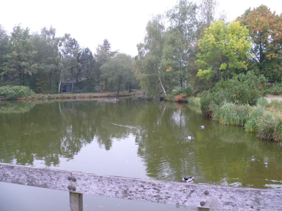 "Teich" Center Parcs Limburgse Peel (America) • HolidayCheck (Limburg
