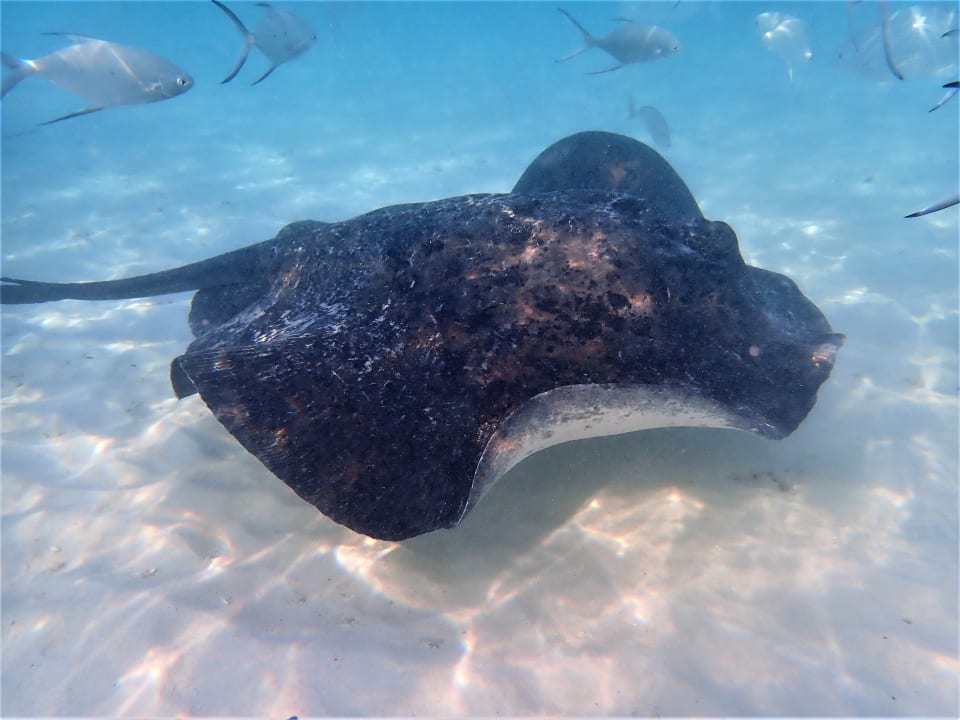 Sport & Freizeit NH Collection Maldives Reethi Resort