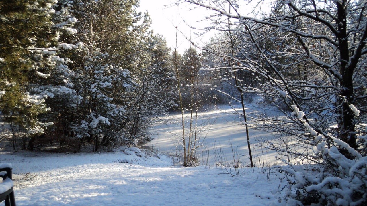 Ausblick vom Wohnzimmer Center Parcs De Vossemeren