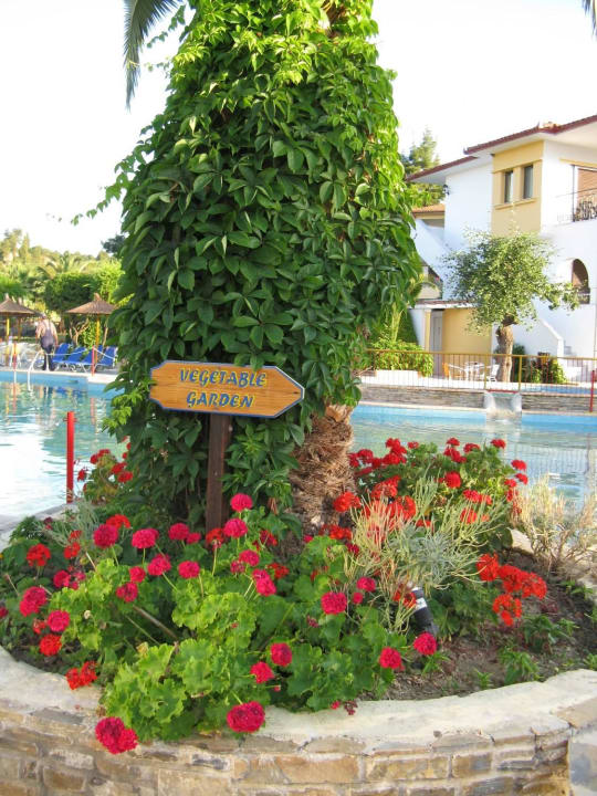 Zieleń przy basenie Hotel Chrousso Village