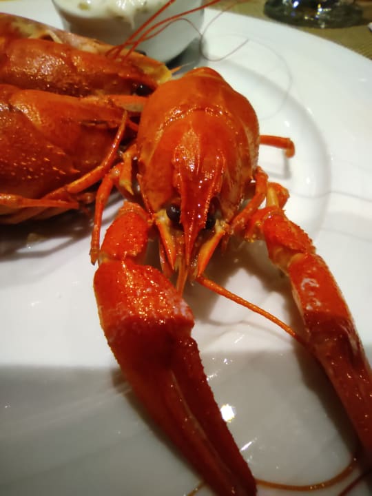 Gastro Acanthus Cennet Barut Collection