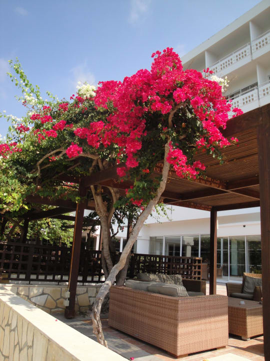 Wow... Hotel Nissi Beach Resort