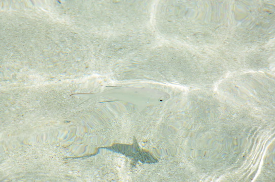 Summer Island Village Summer Island Maldives