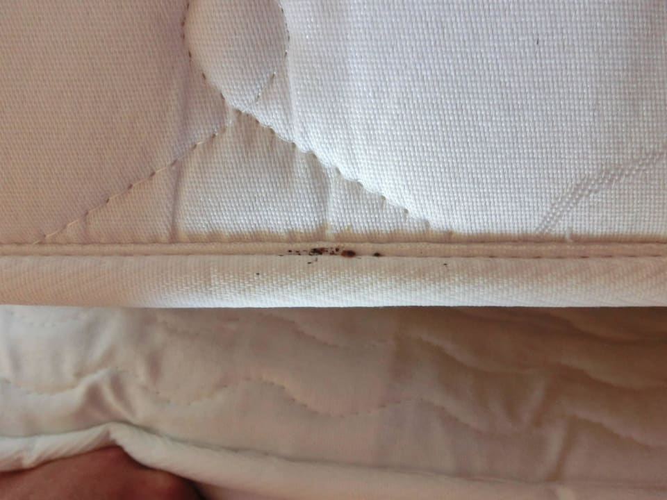 Nest mit Wanzen Bei Juan Playa Blanca