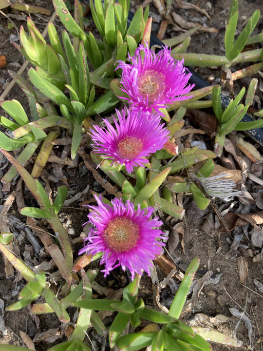 Gartenanlage Crystal Family Comfort Collection