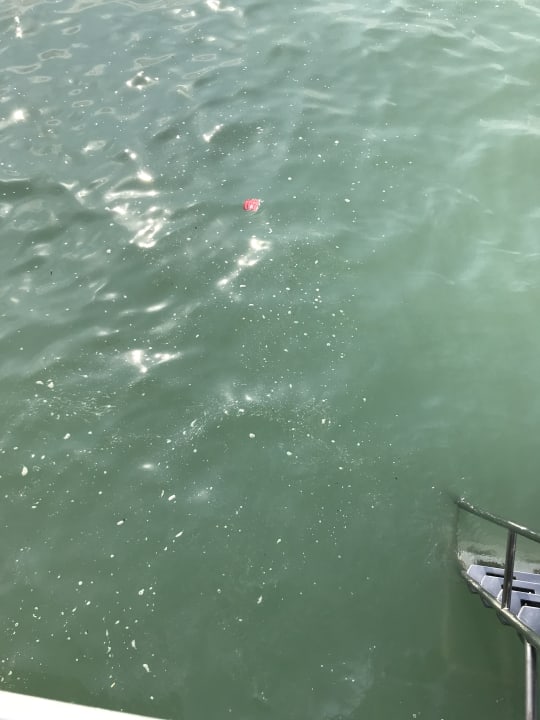 Strand TUI BLUE Palm Garden