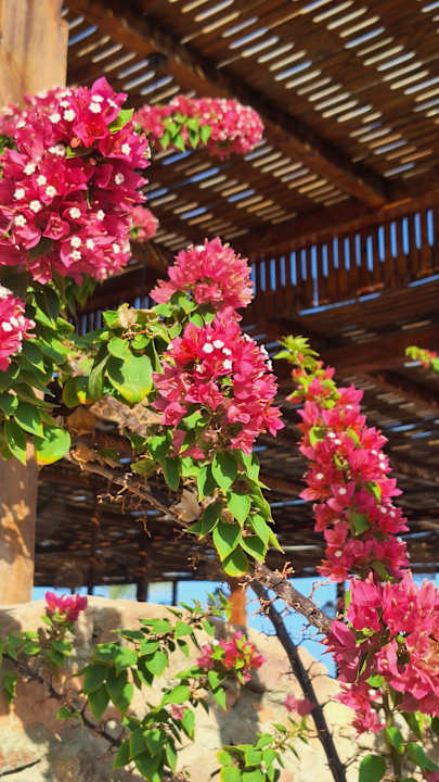 Gartenanlage Wadi Lahmy Azur Resort