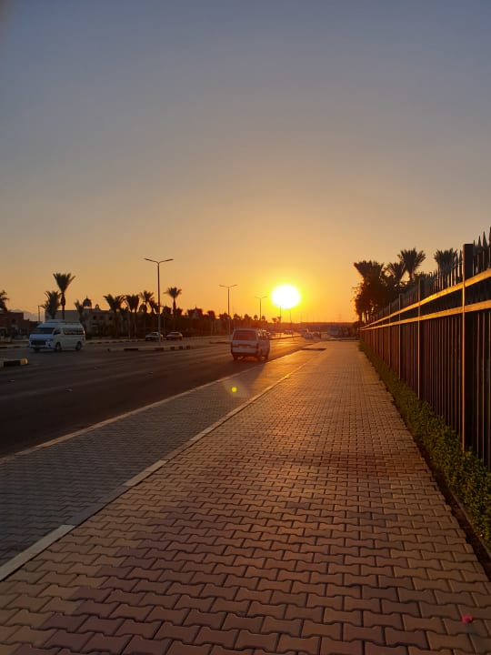 Sonstiges Desert Rose