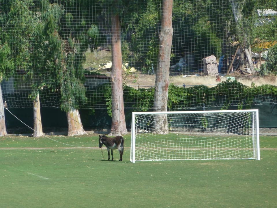Esel auf dem Fußballfeld ROBINSON ÇAMYUVA