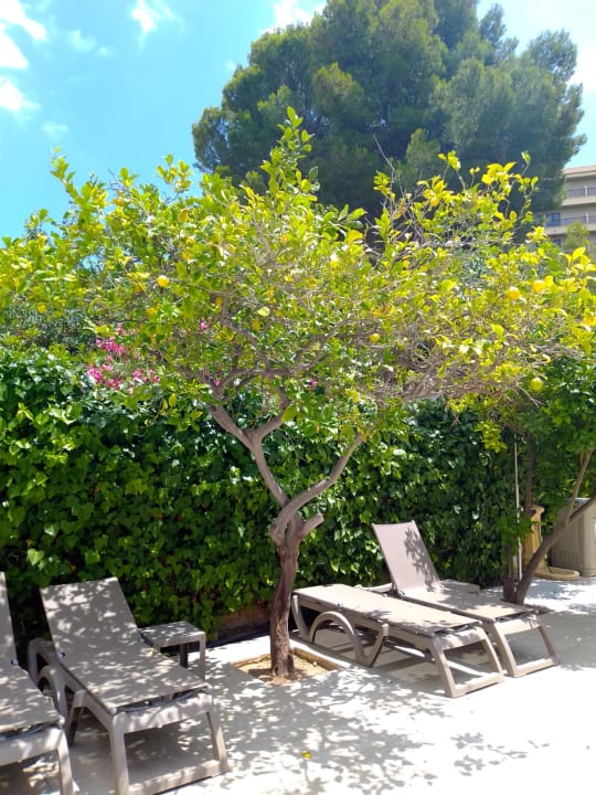 Gartenanlage FLOR los Almendros Hotel