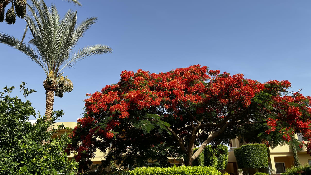 Gartenanlage Golden Beach Resort