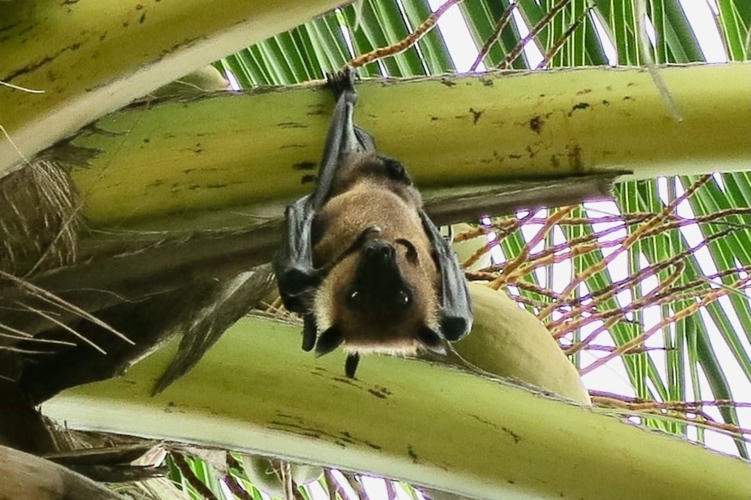 Gartenanlage Filitheyo Island Resort