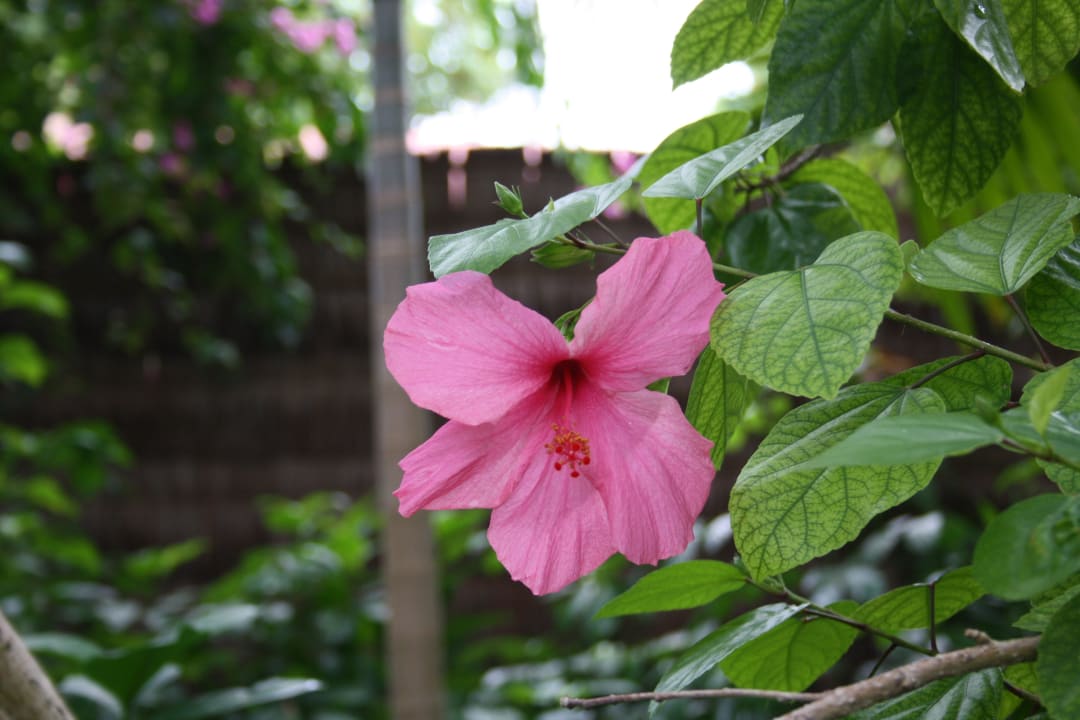 Die Flora von Kuramathi Kuramathi Maldives