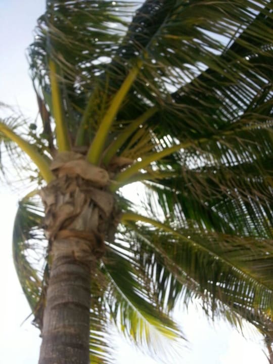 Hotel Catalonia Playa Maroma Catalonia Playa Maroma