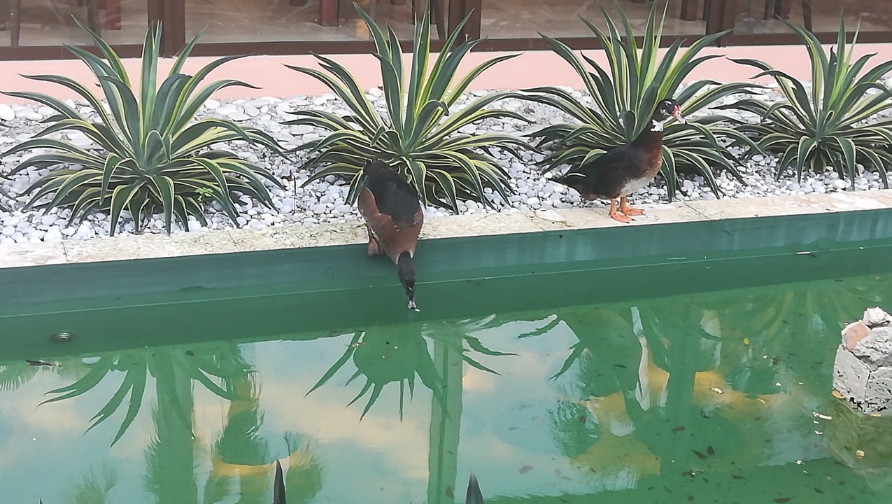 Sonstiges Grand Palladium Select Bávaro Resort & Spa