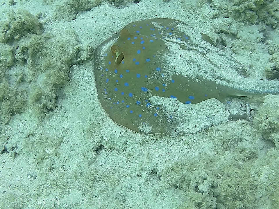 Sonstiges Lazuli Hotel Marsa Alam