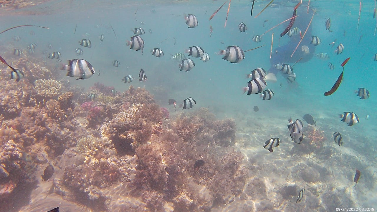 Strand Shams Prestige Abu Soma-Adults Only