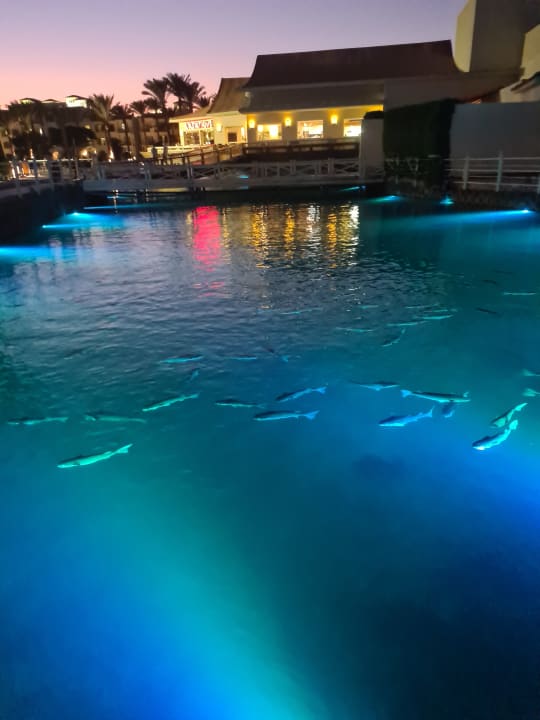 Ausblick Pickalbatros Dana Beach Resort - Hurghada